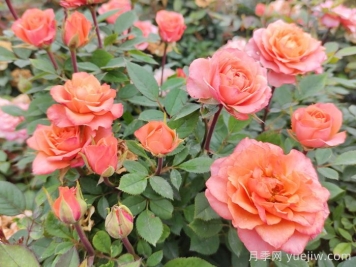 月季花夏天養(yǎng)護(hù)技巧