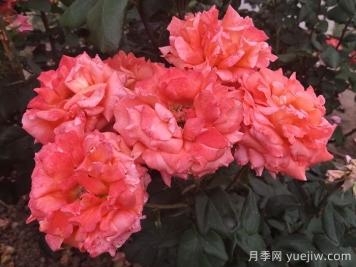 月季切花染色實用技術(shù)分享