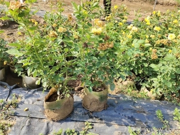 月季夏季狀態(tài)不佳，如何改善情況？