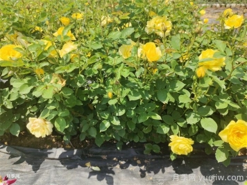 盆栽月季月月開花的關鍵是什么？