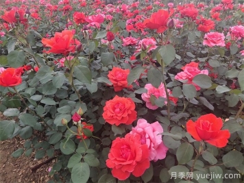 石橋月季日常管理技術(shù)要點有哪些？