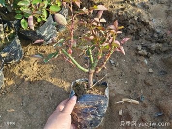 可以用月季種子栽培出月季花嗎？