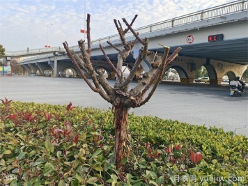 月季冬剪如何處理？修剪有哪些注意事項(xiàng)？