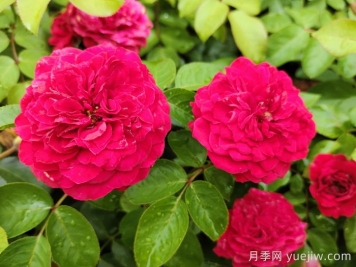 月季有什么特點？進口月季有什么優(yōu)勢？
