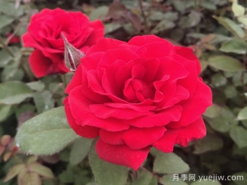 月季有哪些名優(yōu)品種？如何養(yǎng)護？