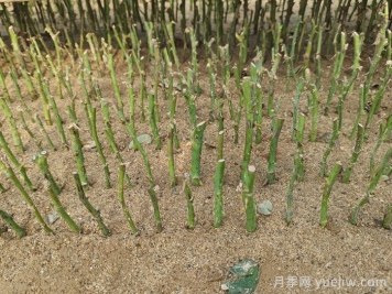 怎樣提高月季扦插率？