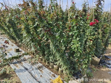 藤本月季養(yǎng)植要點(diǎn)有哪些？