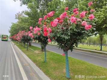 月季花開(kāi)，南陽(yáng)月季在園林綠化的場(chǎng)景展示