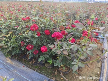 月季枯枝病怎么救活？月季光桿怎么恢復(fù)？