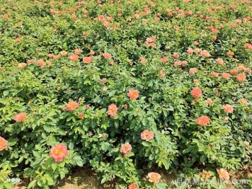 秋季月季花再開爆，要做好夏季工作