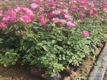 地栽月季在春秋季節(jié)能施復合肥嗎？
