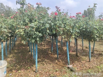 南陽樹狀月季網(wǎng)上交易成功，900棵出嫁杭州蕭山