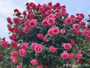 一棵樹狀月季四季美麗，月季樹的特點(diǎn)和養(yǎng)護(hù)
