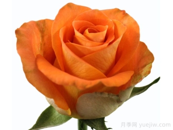 薩瓦月季