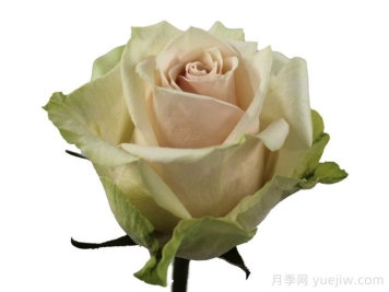 甜蜜阿達(dá)洛尼亞月季