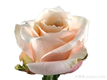 漂亮枕頭月季