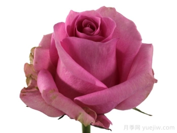 糖愛月季