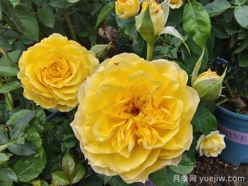 月季花的基本知識有哪些？