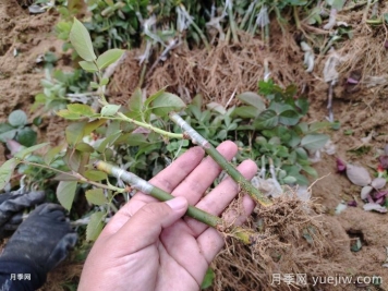 月季砧木與接穗培育怎么操作？