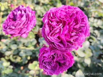 月季、玫瑰和薔薇到底有哪些不同？