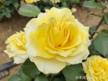 月季銹病的危害癥狀及其防治技術(shù)要點(diǎn)有哪些？
