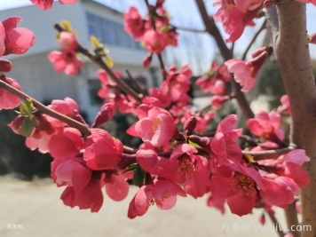 貼梗海棠