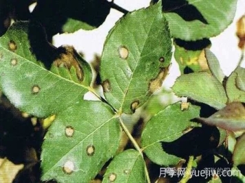 夏天月季發(fā)生炭疽病，該如何有效防治？