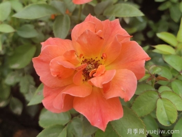 做足功課，迎接杭州人的高架月季專屬浪漫