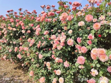 景觀植物設(shè)計的5大構(gòu)景要點