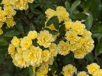 分享十種黃色藤本花卉