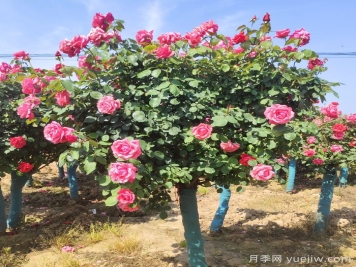 春季栽植，怎樣才能避免月季樹假活？