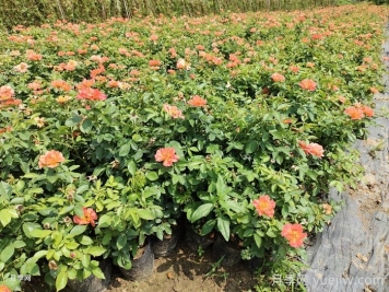 月季夏季施肥時間和方法