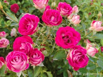 月季花春季施肥過多怎么辦？