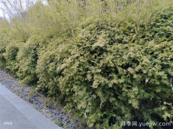 分享10種片植植物設(shè)計