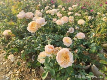月季新葉卷曲枯萎的原因是什么？