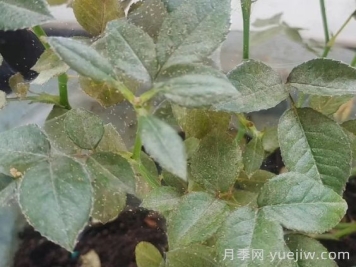 春季月季爆發(fā)紅蜘蛛了，該怎么辦？