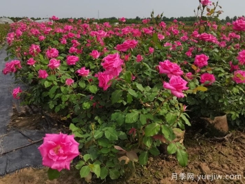 月季花適合在什么環(huán)境下生長？
