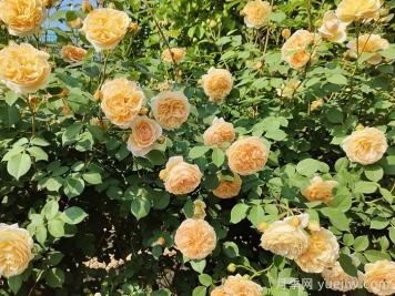 月季花的自然花期是什么時候？