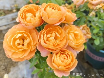 哪種月季花的品種比較好養(yǎng)？推薦4個網(wǎng)紅品種