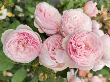 瑞典女王月季花的優(yōu)點和缺點是什么？