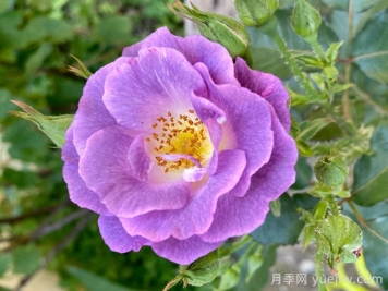 藍(lán)玫瑰代表什么意思？