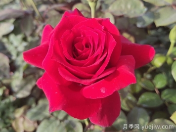 月季花有什么顏色？花色總結(jié)