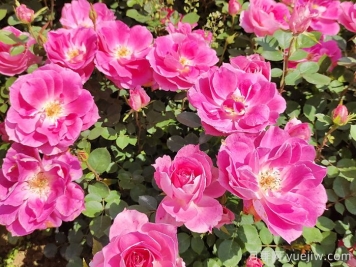 四月種月季花，種植養(yǎng)護(hù)要點(diǎn)告訴你