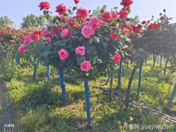 購(gòu)買5公分樹狀月季時(shí)，如何判斷其品質(zhì)的好壞？