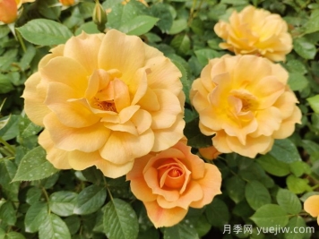 黃月季哪個(gè)品種最好養(yǎng)勤花？