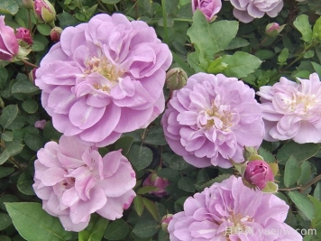 月季花種子幾月播種最好？