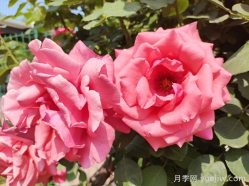 緋扇月季和粉扇月季哪個(gè)更受歡迎？