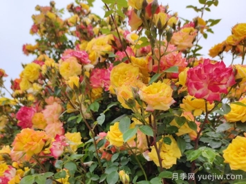 藤彩虹月季和微彩虹月季的區(qū)別？