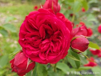 盆栽本是月季，花束卻叫玫瑰