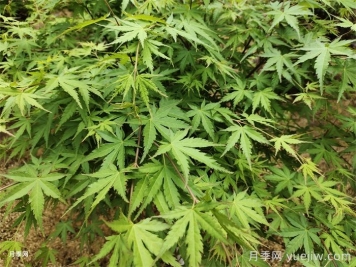 11種常見住宅入戶植物